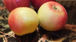 retina.webp