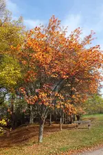 herbst.webp