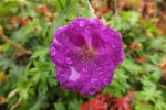 DSCF4222.jpg