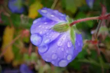 DSCF4228 (2).webp