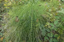 DSCF4176.webp