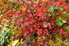 DSCF4230.webp