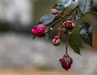 IMG_1929.webp