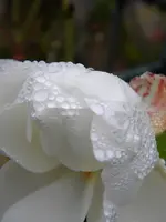 DSCN0381.webp