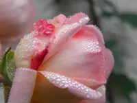 DSCN0382.webp
