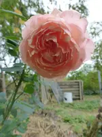 P1550448.webp