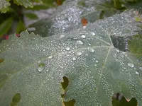 DSCN0383.webp