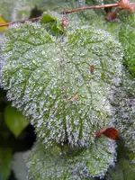DSCN0364.webp
