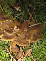 010_600x800.webp