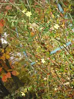 005.webp