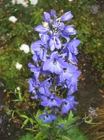 008.webp
