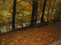 002.webp