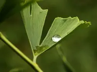 Ginkgo wass+.webp