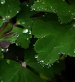 H2O tropfen.webp