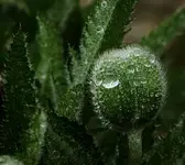 Mohnknospe H2O 25.4..webp