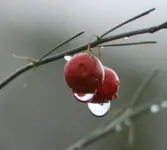 Wassertropfen sparg.webp