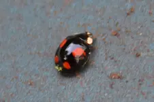 Marienkäfer falsch herum_0272.webp