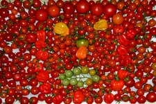 Die letzte Ernte_0005.webp