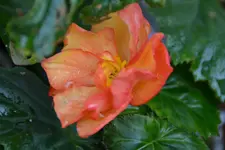 DSC_1562.webp