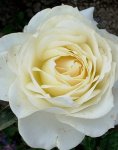 white (43).jpg