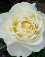 white (43).webp