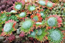 DSCF4219 (2).webp