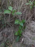P1550481.webp