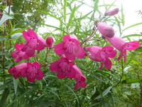 P1550391.webp