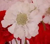 karmin.webp