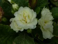 P1550315.webp