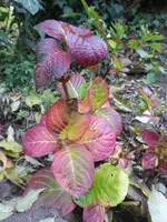 P1550440.webp
