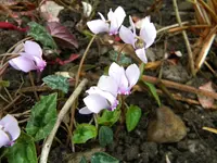 DSCN0393.webp