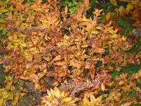 010.webp