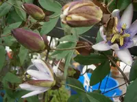 PA300796.webp