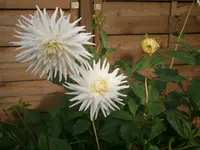 PA300801.webp
