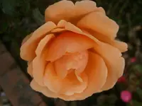 PA300802.webp