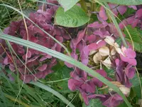 PA300812.webp