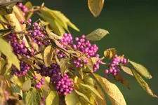 schönfrucht.webp
