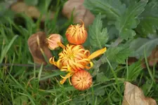 chrys orange+++.webp