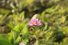 cosmea 31.10.webp