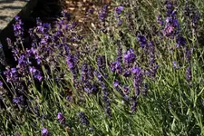 Lavendel 31,10 ++.webp