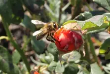 Rose und 31,101 +++++.webp