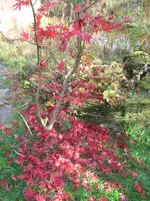 005.webp