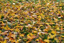 Herbstlaub_3020.webp