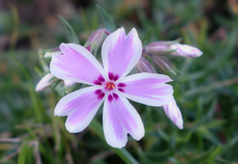 pink (12).webp