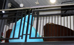 blue (66).webp