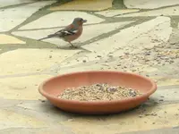IMG_4390-001.webp