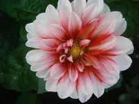 PA310822.webp