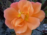 IMG_20151101_162155.webp