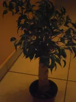 PB010843.webp